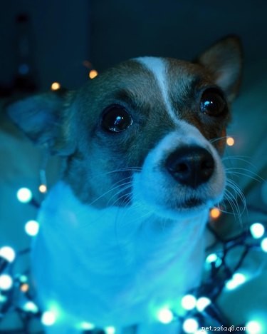 17 Signs Your Pet Shows When They Care About Your Life