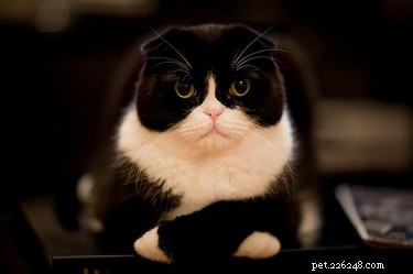 17 Signs Your Pet Shows When They Care About Your Life
