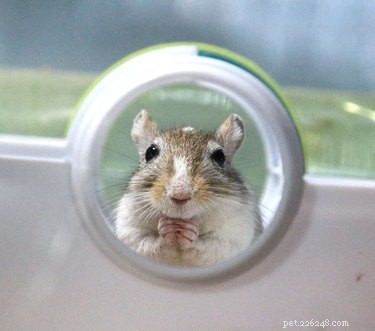 17 Signs Your Pet Shows When They Care About Your Life