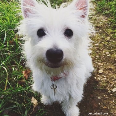 17 Signs Your Pet Shows When They Care About Your Life