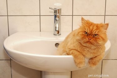 17 Signs Your Pet Shows When They Care About Your Life