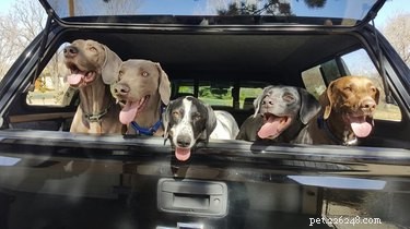 22 Pets That Make Life Better