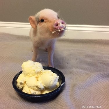 22 Pets That Make Life Better