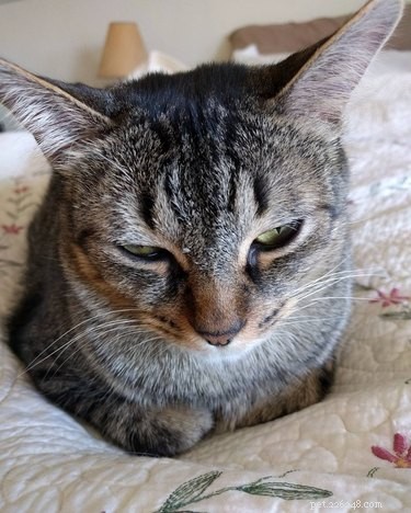 22 Pets That Make Life Better
