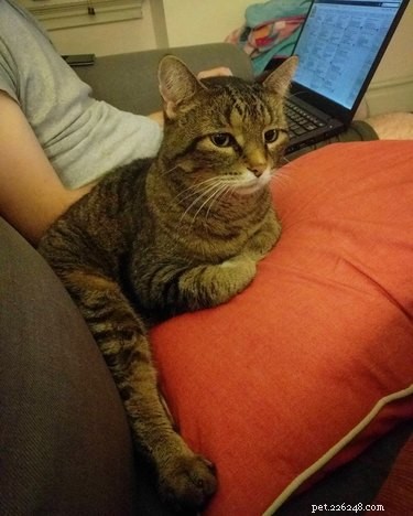 22 Pets That Make Life Better