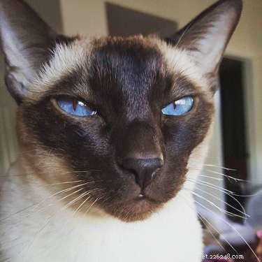 22 Pets That Make Life Better