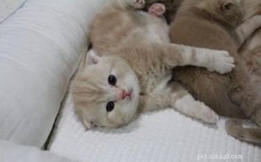 22 Pets That Make Life Better