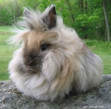 22 Pets That Make Life Better