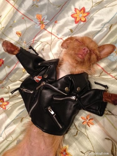 22 Pets That Make Life Better