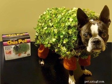 22 Pets That Make Life Better