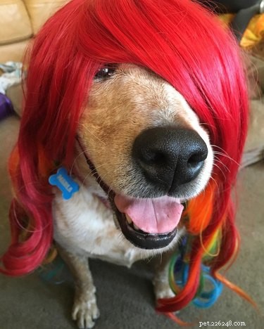22 Pets That Make Life Better