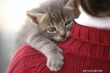 22 Pets That Make Life Better