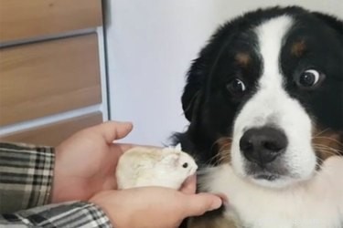 St. Bernard Dog Reacts to New Hamster in Hilarious Instagram Clip