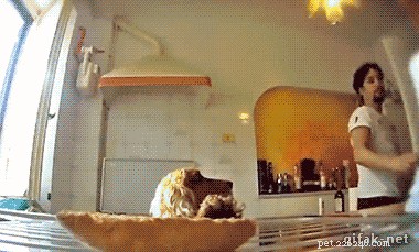 24 Surprising Behaviors Your Pets Show When You re Not Watching