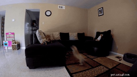 24 Surprising Behaviors Your Pets Show When You re Not Watching