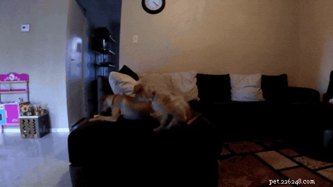 24 Surprising Behaviors Your Pets Show When You re Not Watching
