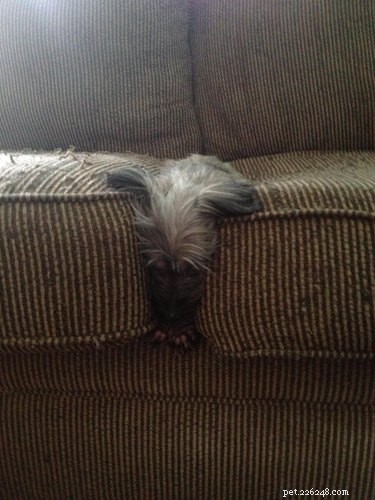 24 Surprising Behaviors Your Pets Show When You re Not Watching