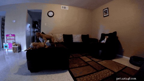 24 Surprising Behaviors Your Pets Show When You re Not Watching