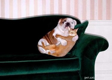 24 Surprising Behaviors Your Pets Show When You re Not Watching