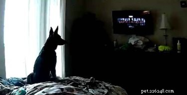 24 Surprising Behaviors Your Pets Show When You re Not Watching