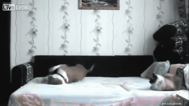 24 Surprising Behaviors Your Pets Show When You re Not Watching