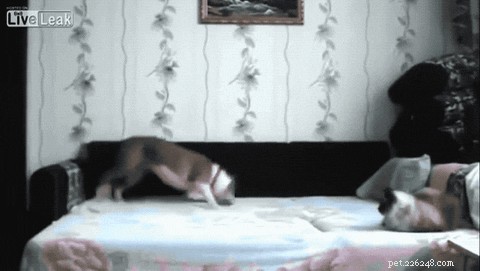 24 Surprising Behaviors Your Pets Show When You re Not Watching