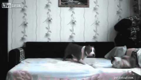 24 Surprising Behaviors Your Pets Show When You re Not Watching