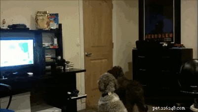 24 Surprising Behaviors Your Pets Show When You re Not Watching