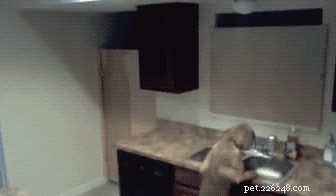 24 Surprising Behaviors Your Pets Show When You re Not Watching