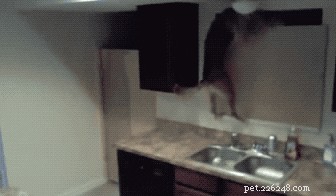24 Surprising Behaviors Your Pets Show When You re Not Watching