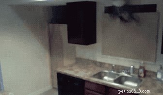 24 Surprising Behaviors Your Pets Show When You re Not Watching