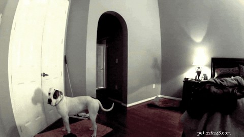 24 Surprising Behaviors Your Pets Show When You re Not Watching