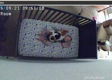 24 Surprising Behaviors Your Pets Show When You re Not Watching