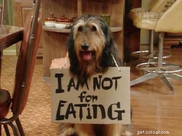Find Out Which Classic TV Pet Matches Your Zodiac Sign