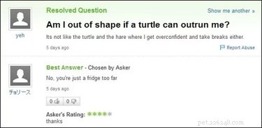 19 Surprisingly Confusing Pet Questions That Will Leave You Stumped