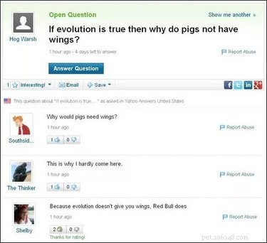 19 Surprisingly Confusing Pet Questions That Will Leave You Stumped