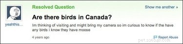 19 Surprisingly Confusing Pet Questions That Will Leave You Stumped
