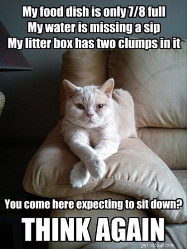 20 Endearing Pets That Seem to Judge You