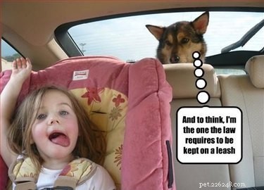 20 Endearing Pets That Seem to Judge You