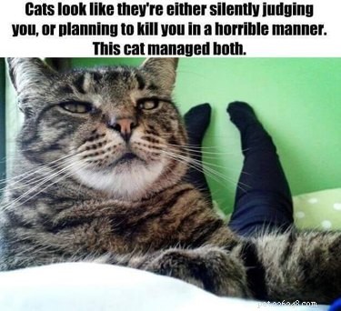 20 Endearing Pets That Seem to Judge You