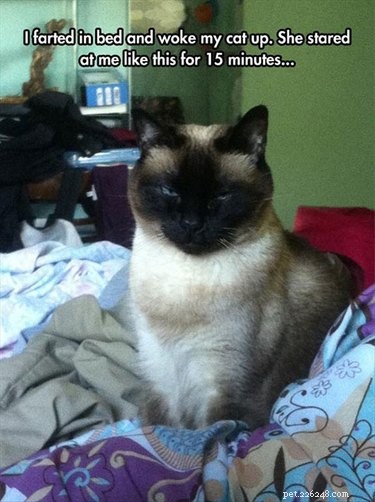 20 Endearing Pets That Seem to Judge You