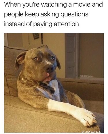 20 Endearing Pets That Seem to Judge You