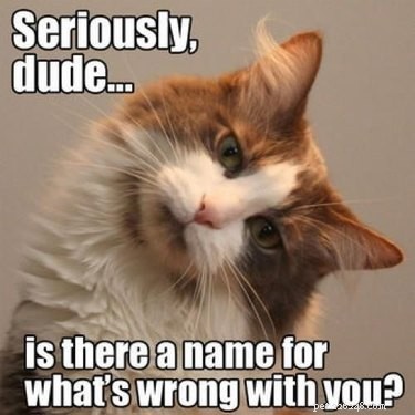 20 Endearing Pets That Seem to Judge You