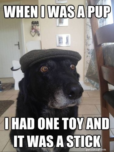 20 Endearing Pets That Seem to Judge You