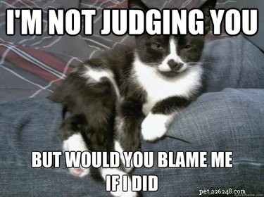 20 Endearing Pets That Seem to Judge You