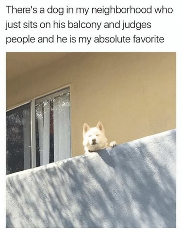 20 Endearing Pets That Seem to Judge You