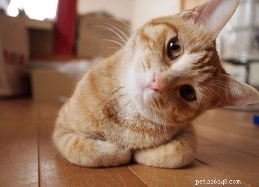 20 Endearing Pets That Seem to Judge You