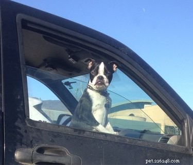 20 Endearing Pets That Seem to Judge You