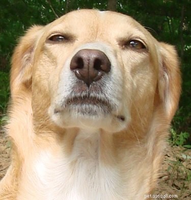 20 Endearing Pets That Seem to Judge You