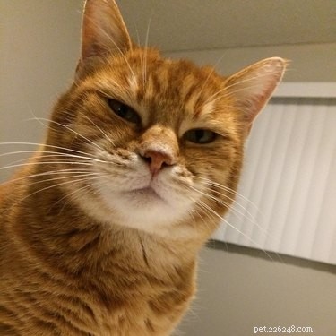 20 Endearing Pets That Seem to Judge You